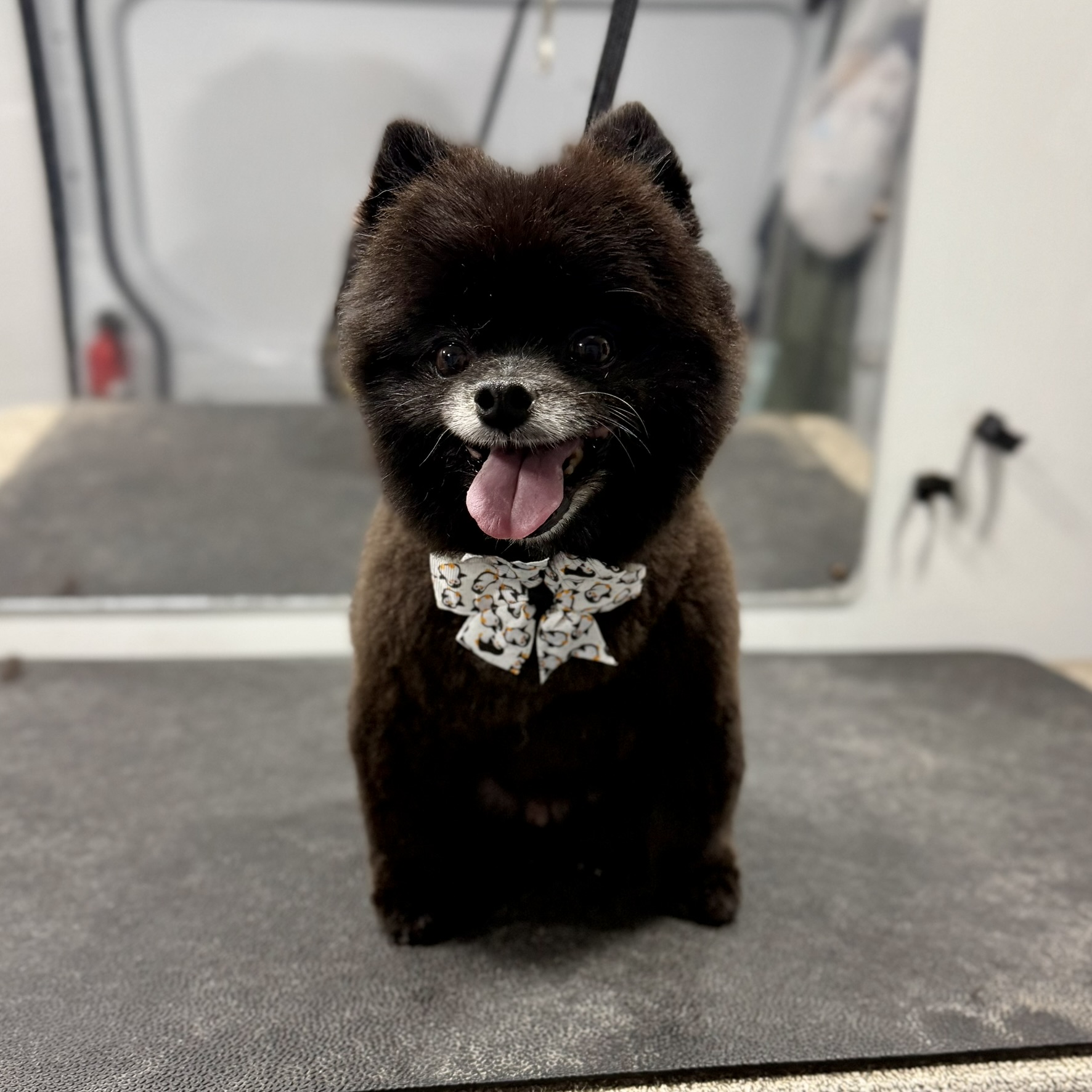 Pomeranian with teddy bear haircut from professional mobile grooming in tampa florida 