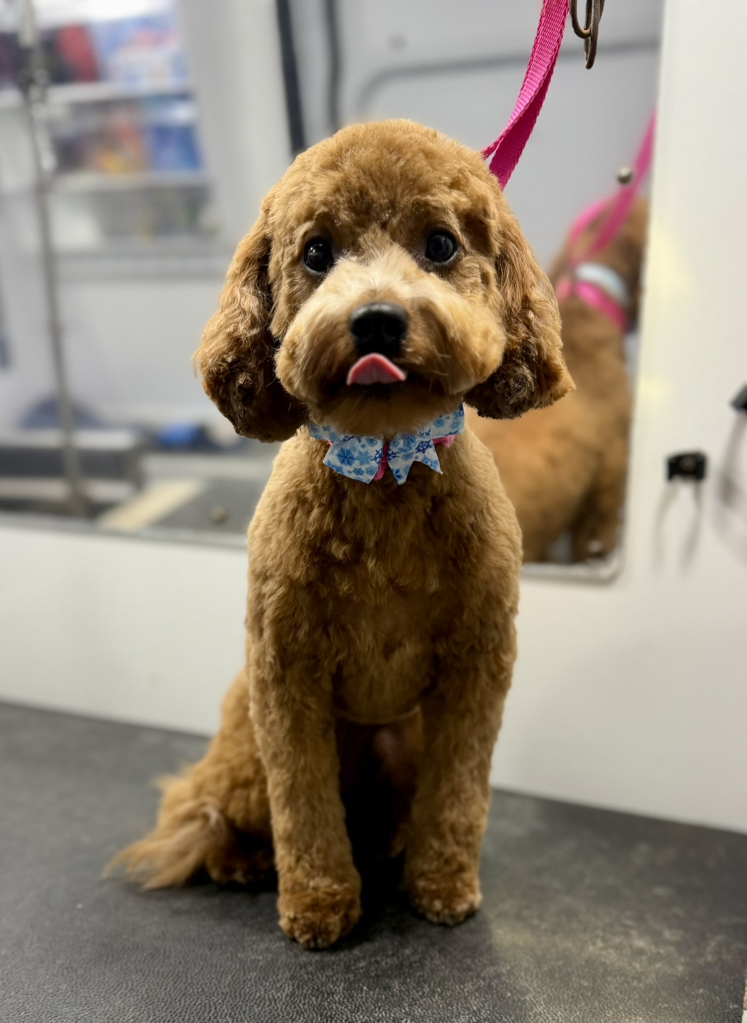 doodle puppy freshly groomed with fluffy haircut, mobile grooming in st pete florida
