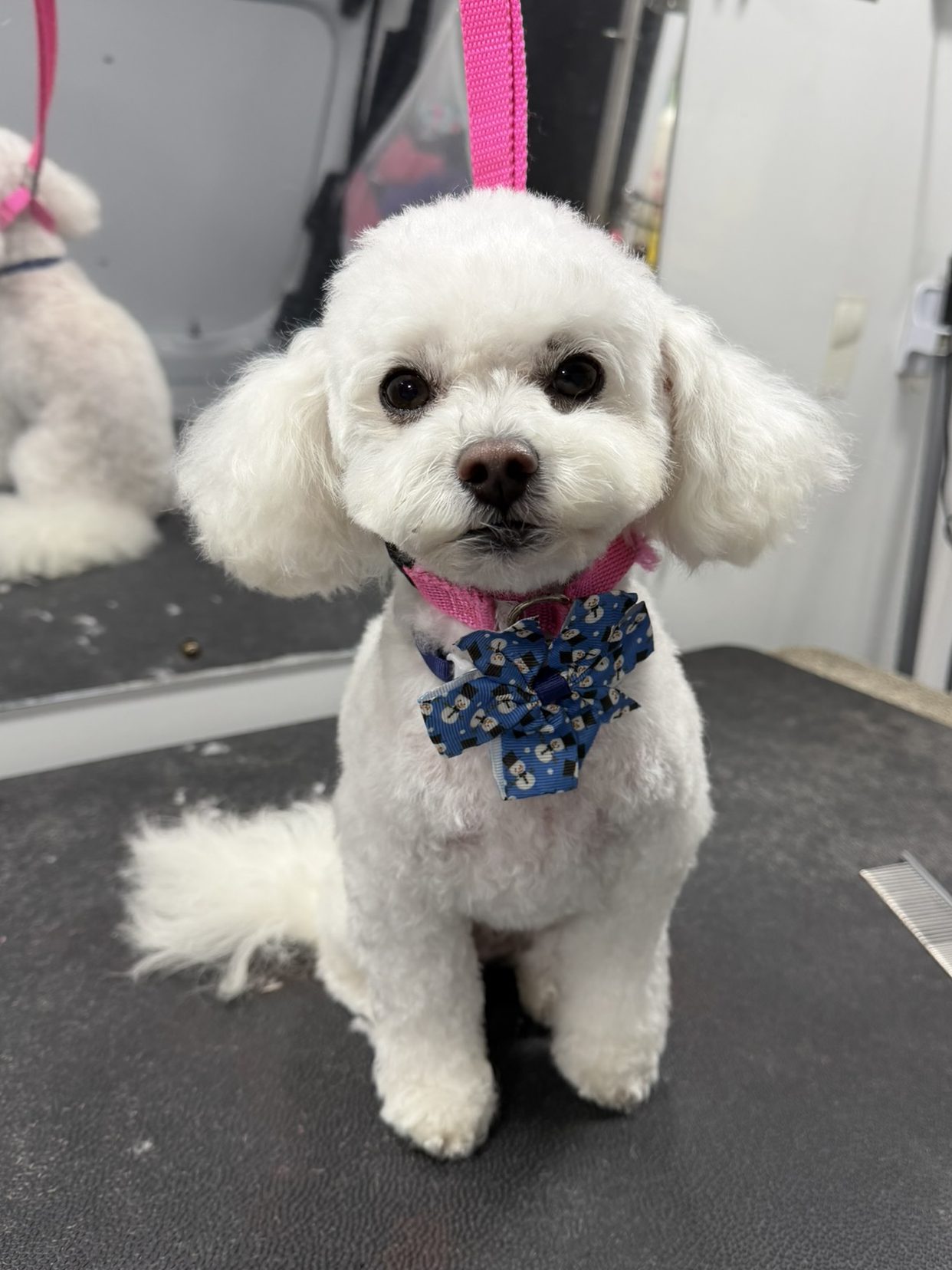 poodle after at home grooming in clearwater florida, fluffy, cute